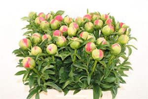 PIVOINE CORAL SUNSET 60